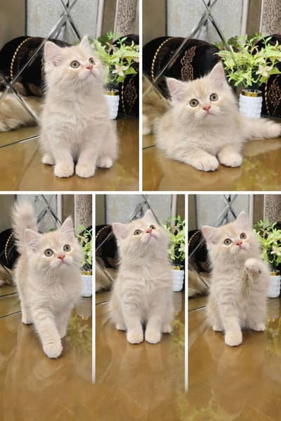 Persian Kittens | Triple Coated | Fluffy Kittens | For Sale | COD Ava