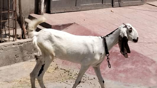 Guddi