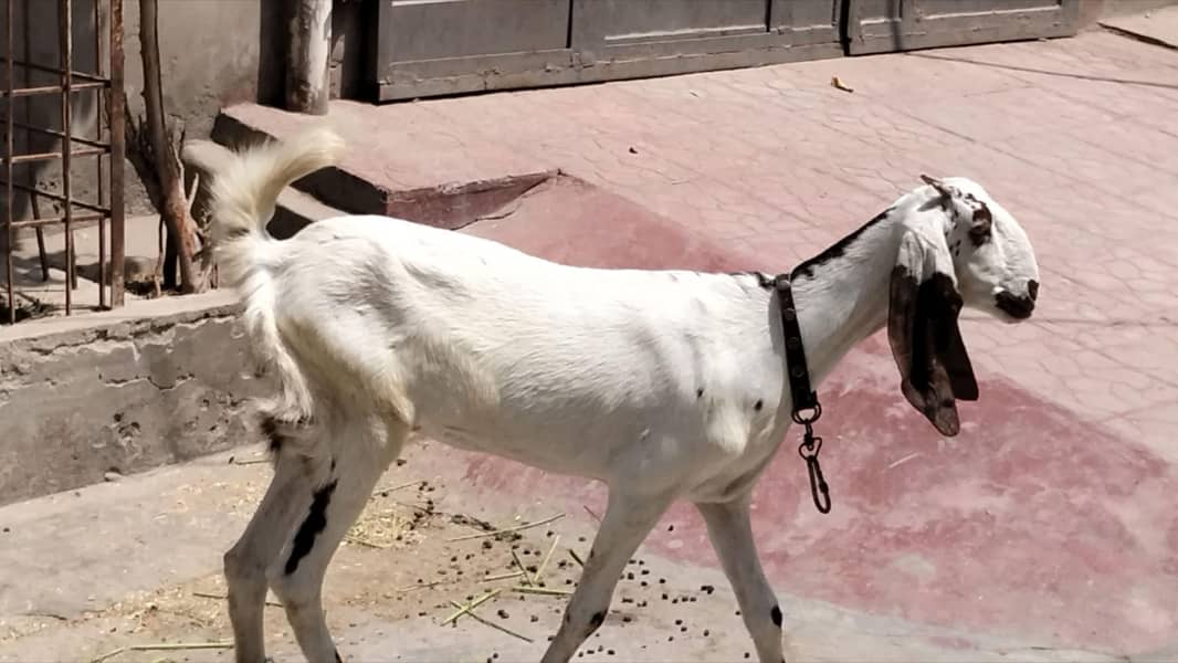 Desi goats 0