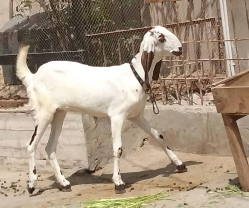 Desi goats 1
