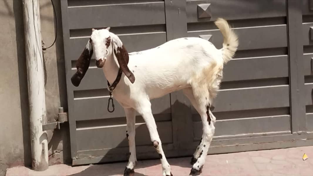 Desi goats 2