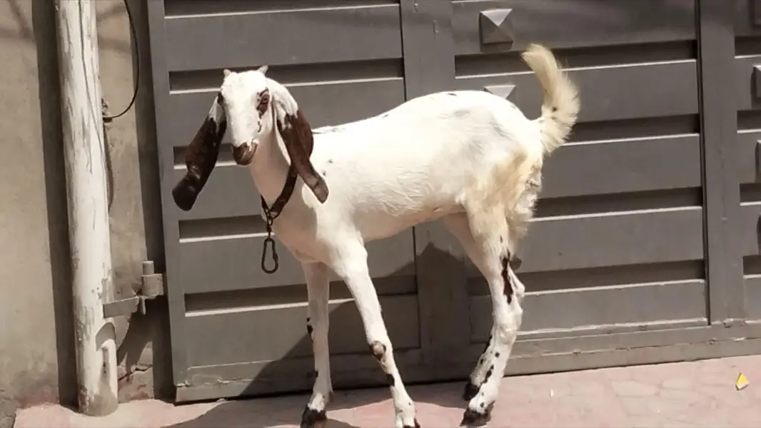 Desi goats — photo 3