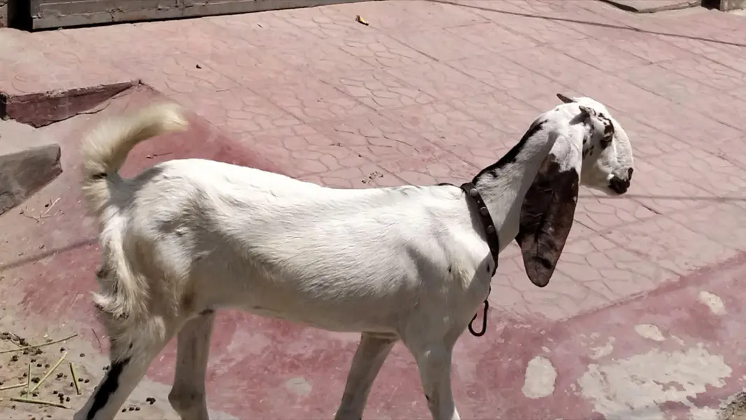 Desi goats — photo 4