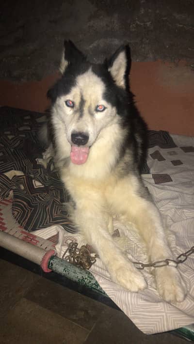 Black and white Siberian husky wolf eyes all ok