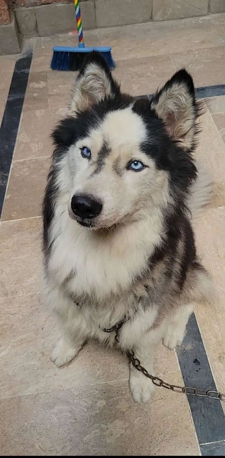 Black and white Siberian husky wolf eyes all ok direct message if you — photo 2