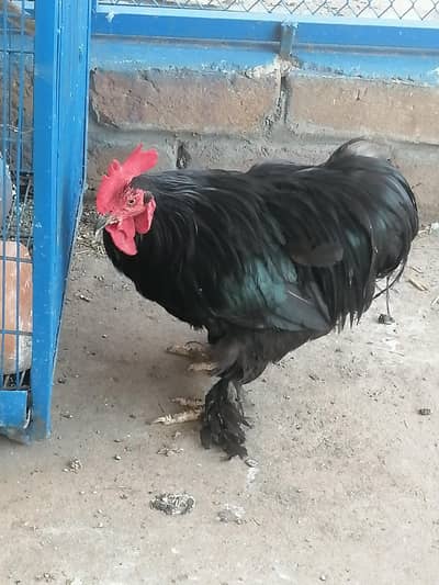 Bantam pair for sale
