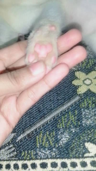Persian kitten for sale available