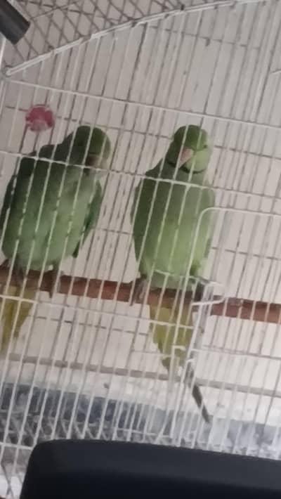 Breeder Parrot pair
