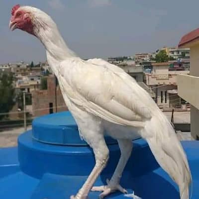 Egg laying pair Paper White Breeder pair