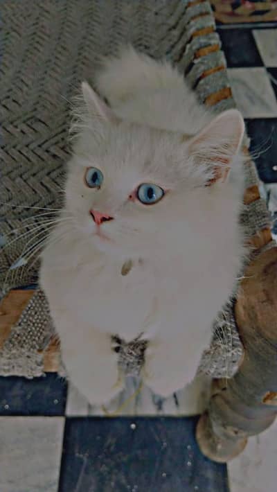 Persian cats pair