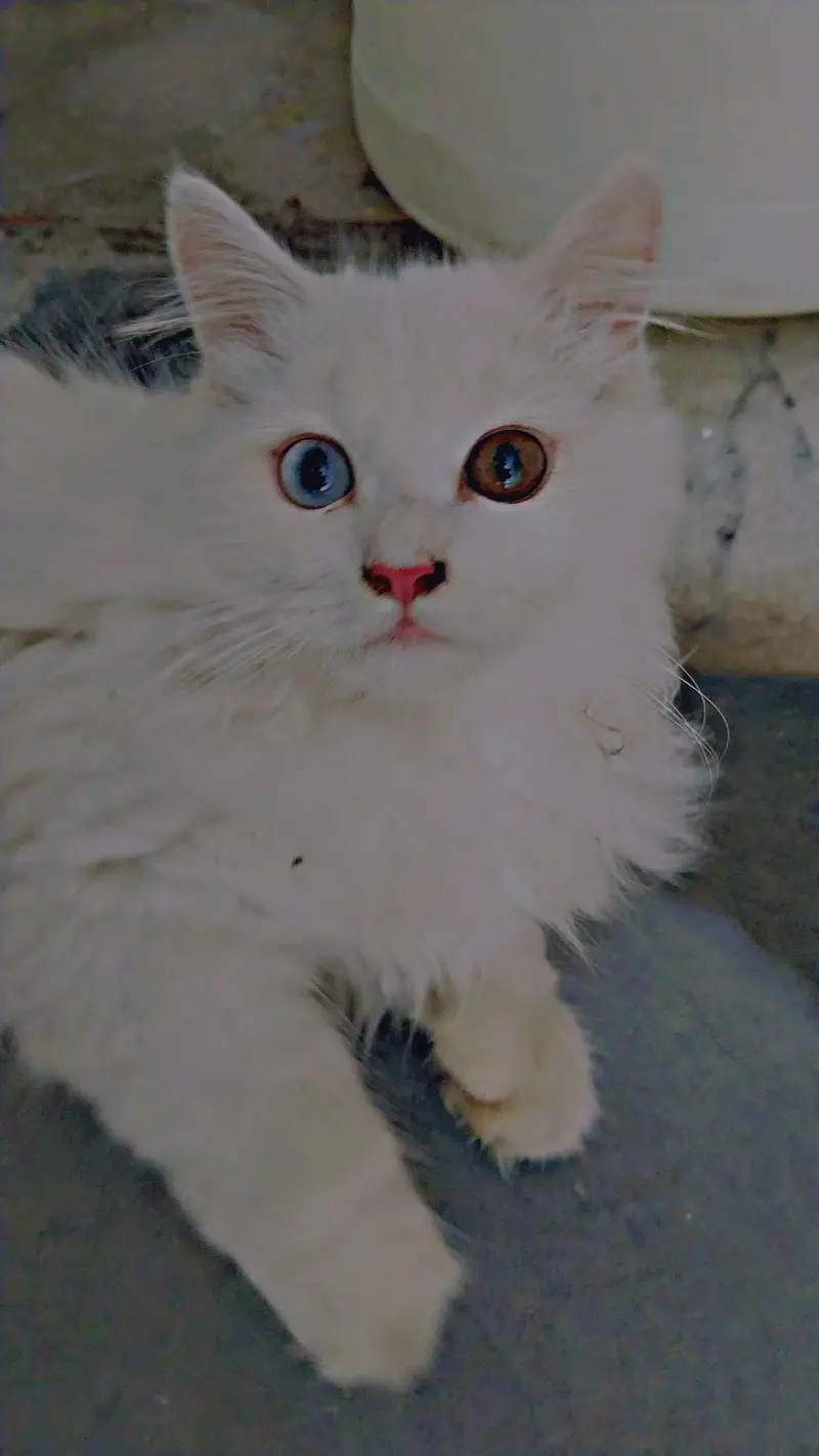 Persian cats pair — photo 2