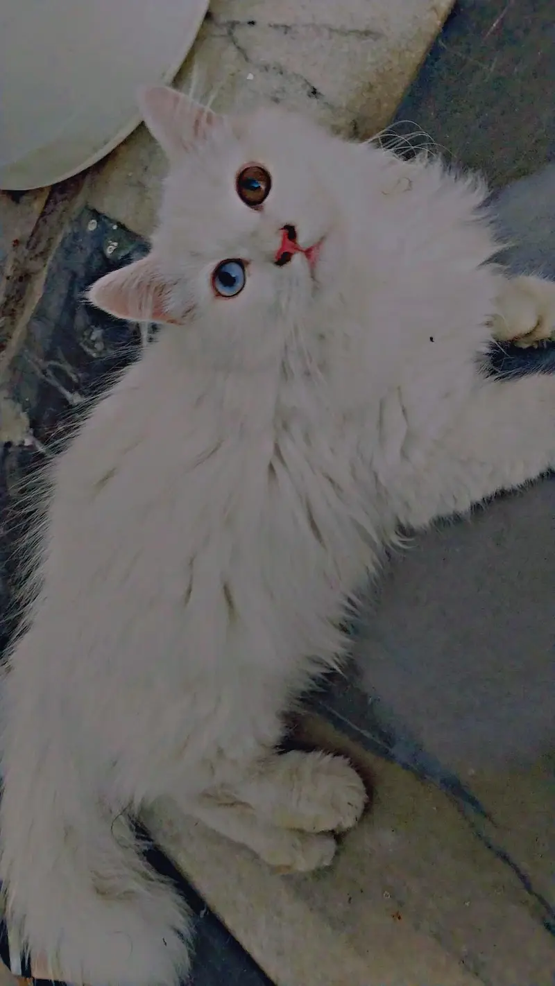 Persian cats pair — photo 3