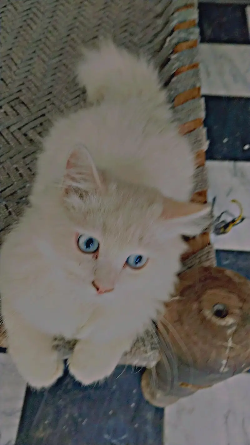 Persian cats pair — photo 4