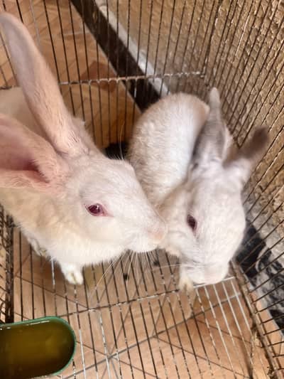 2 rabbits male and female  for sale