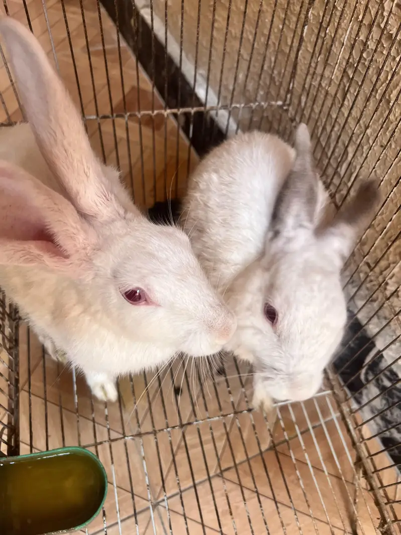 2 rabbits male and female  for sale