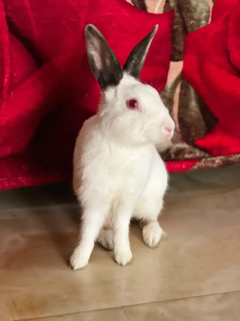 2 rabbits male and female  for sale — photo 2