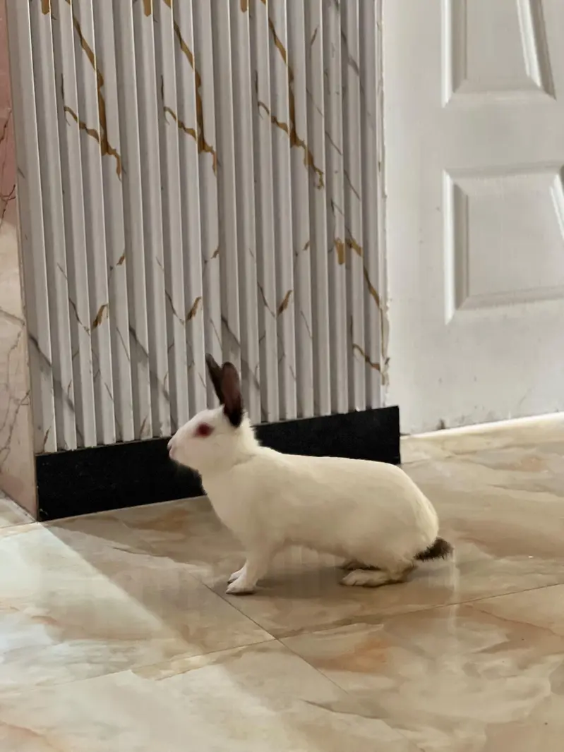 2 rabbits male and female  for sale — photo 3
