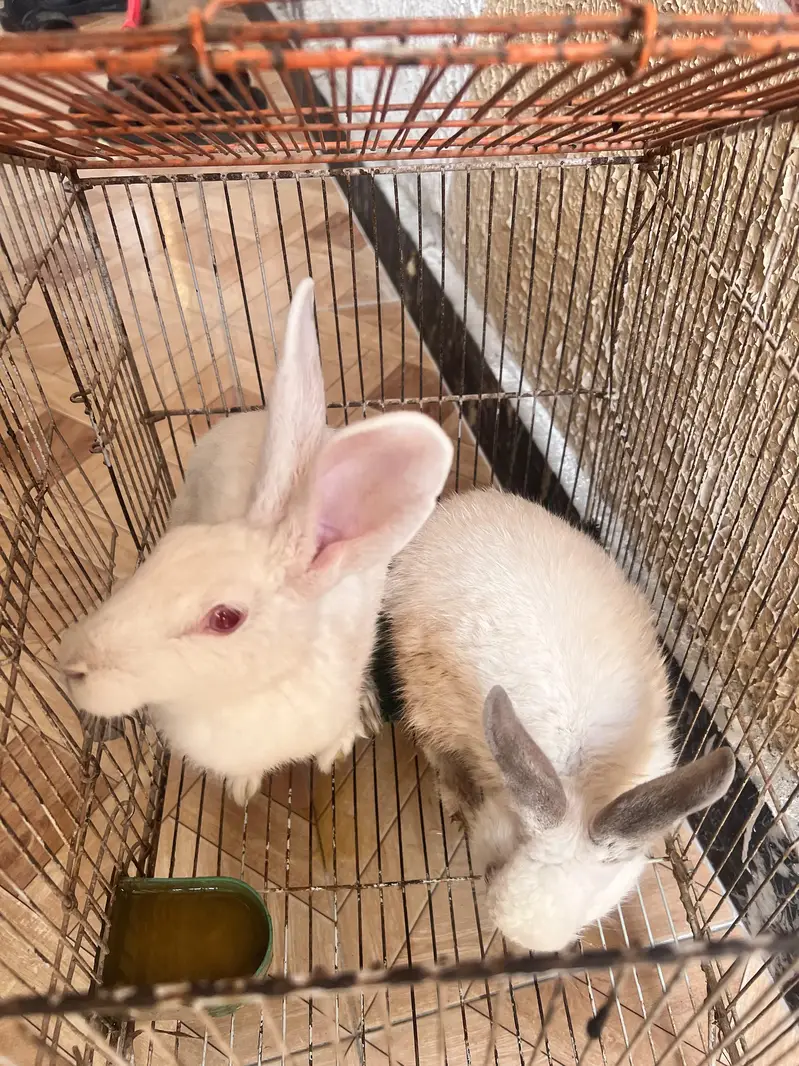 2 rabbits male and female  for sale — photo 4