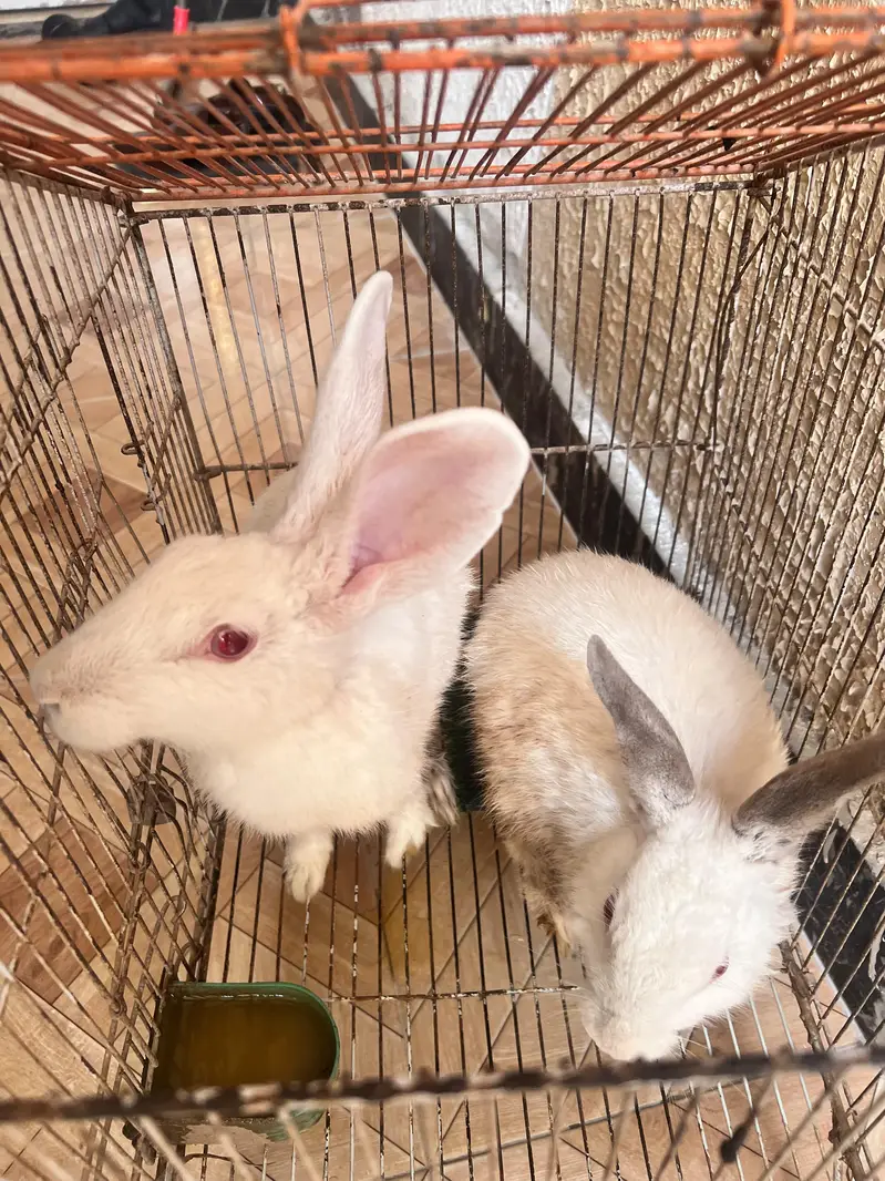 2 rabbits male and female  for sale — photo 5