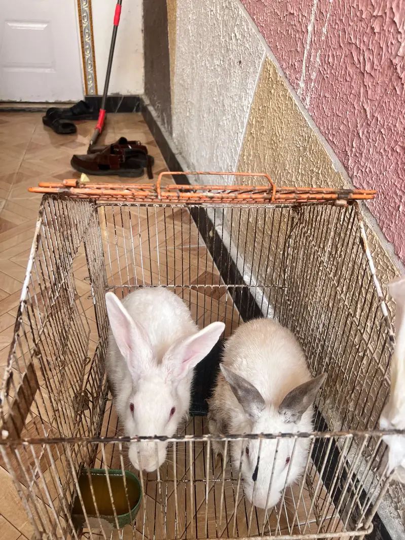2 rabbits male and female  for sale — photo 6
