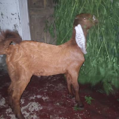 Bakra sell kerna he 4 month ka he