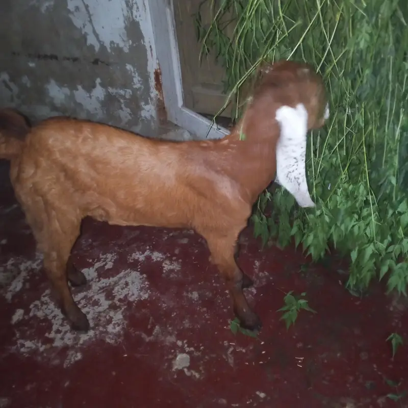 Bakra sell kerna he 4 month ka he — photo 2