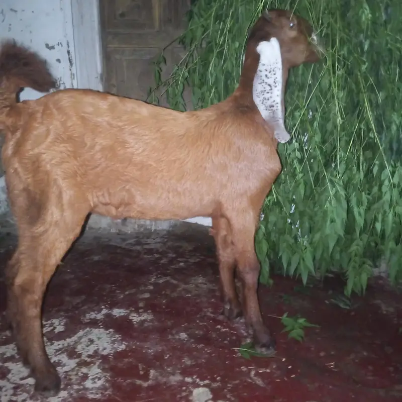 Bakra sell kerna he 4 month ka he — photo 3