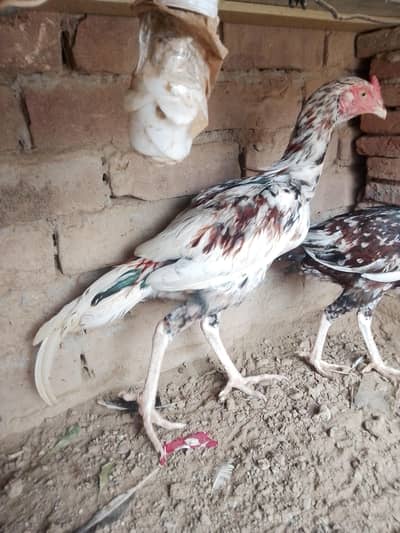 urgent for sale location Faisalabad 03217624436