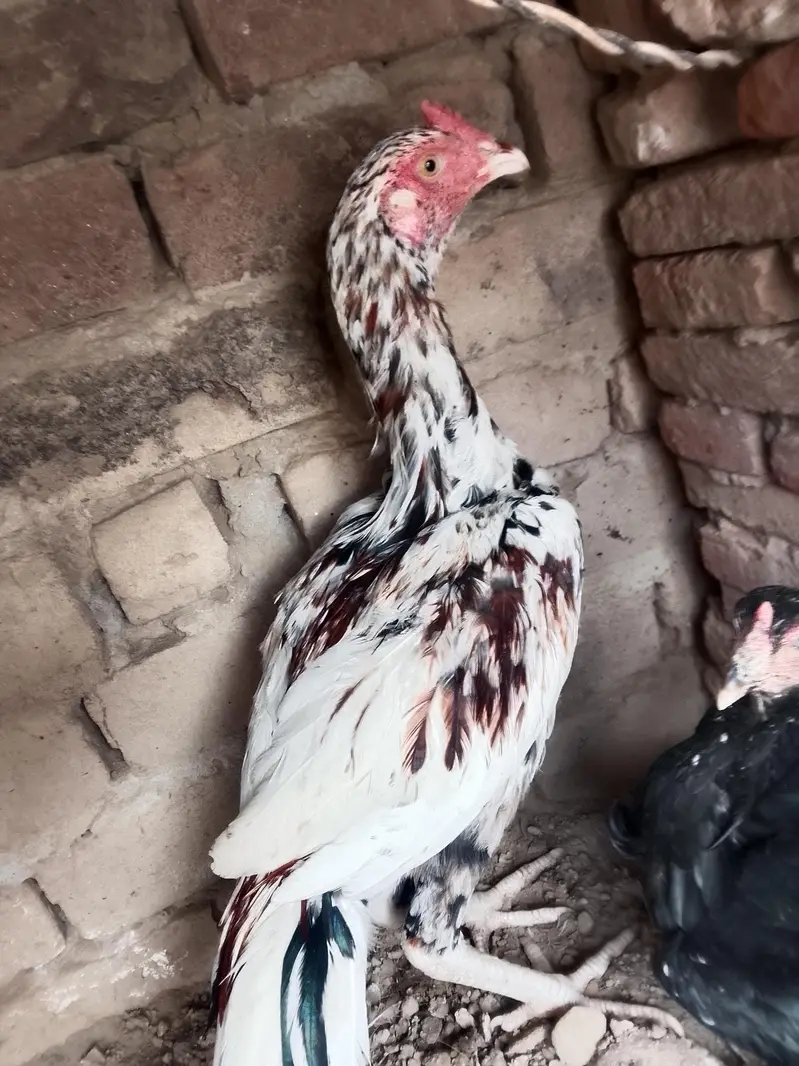 urgent for sale location Faisalabad 03217624436 — photo 2