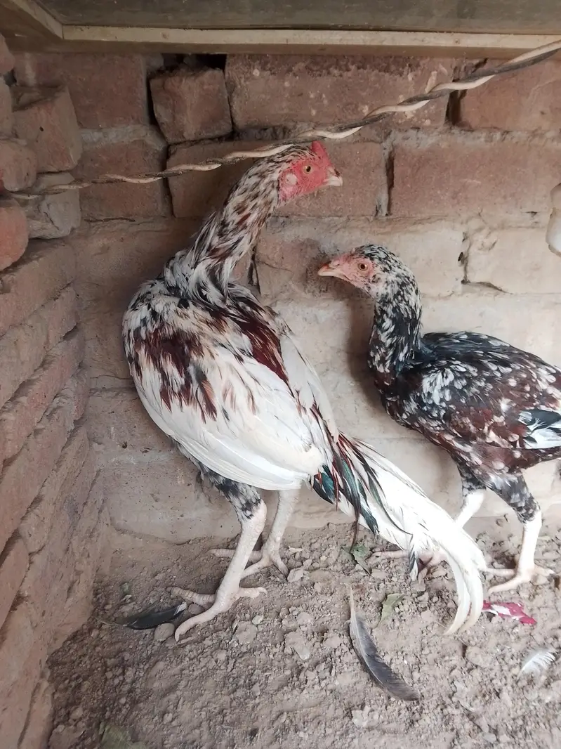 urgent for sale location Faisalabad 03217624436 — photo 3