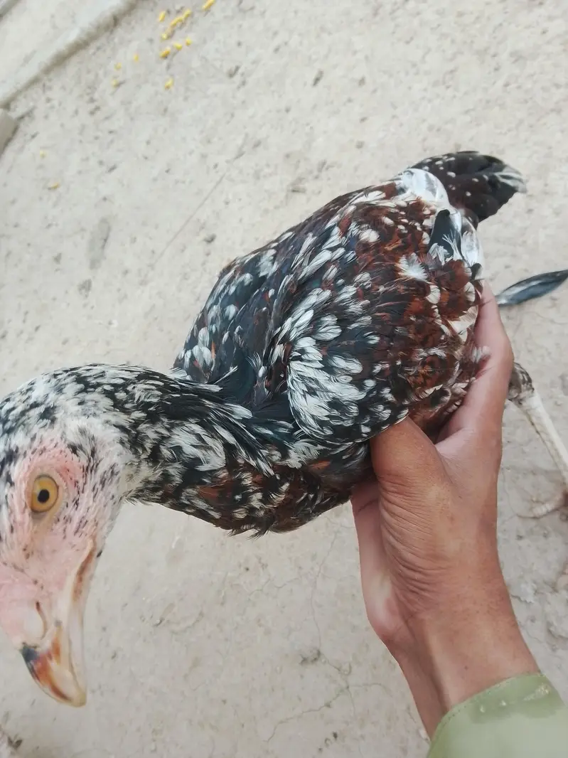urgent for sale location Faisalabad 03217624436 — photo 4