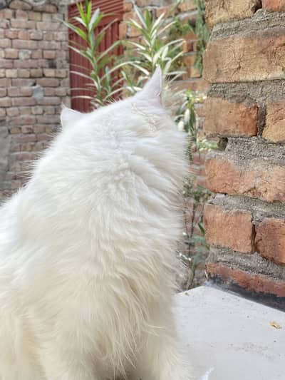 Pershan cat