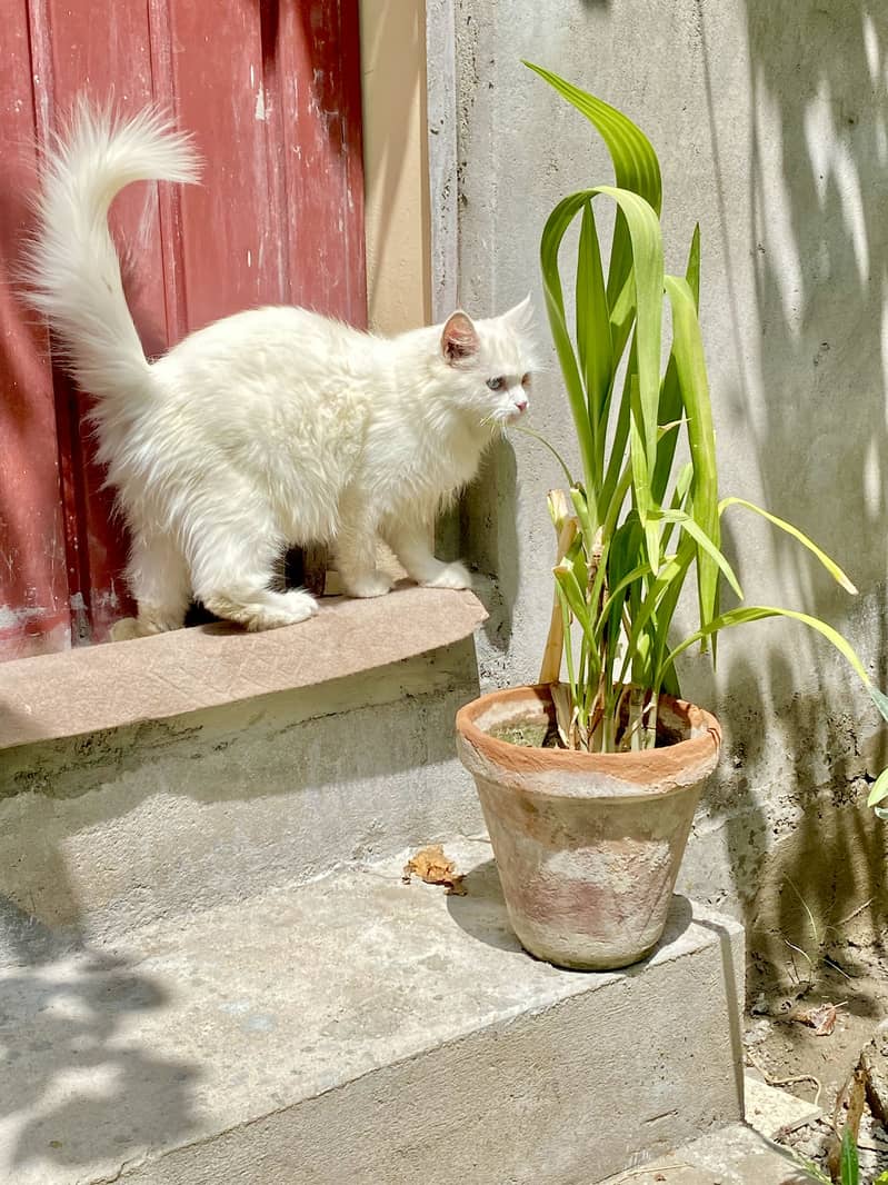 Pershan cat 1