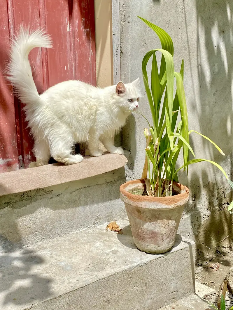 Pershan cat — photo 2