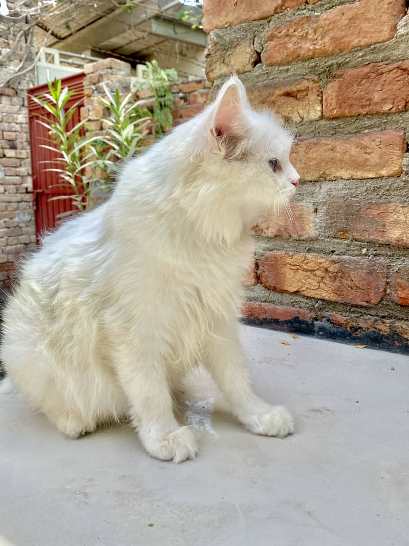 Pershan cat 2