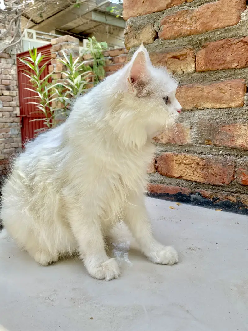 Pershan cat — photo 3