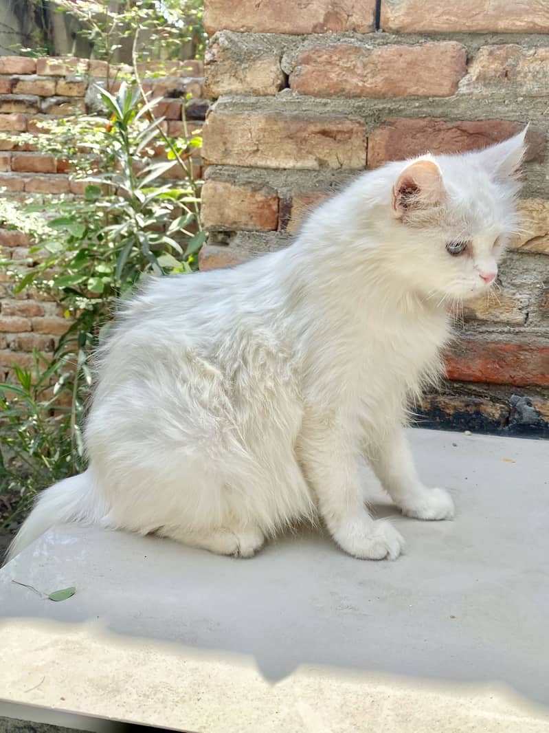 Pershan cat 3