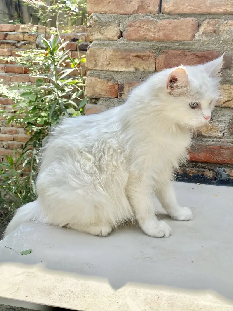 Pershan cat — photo 4