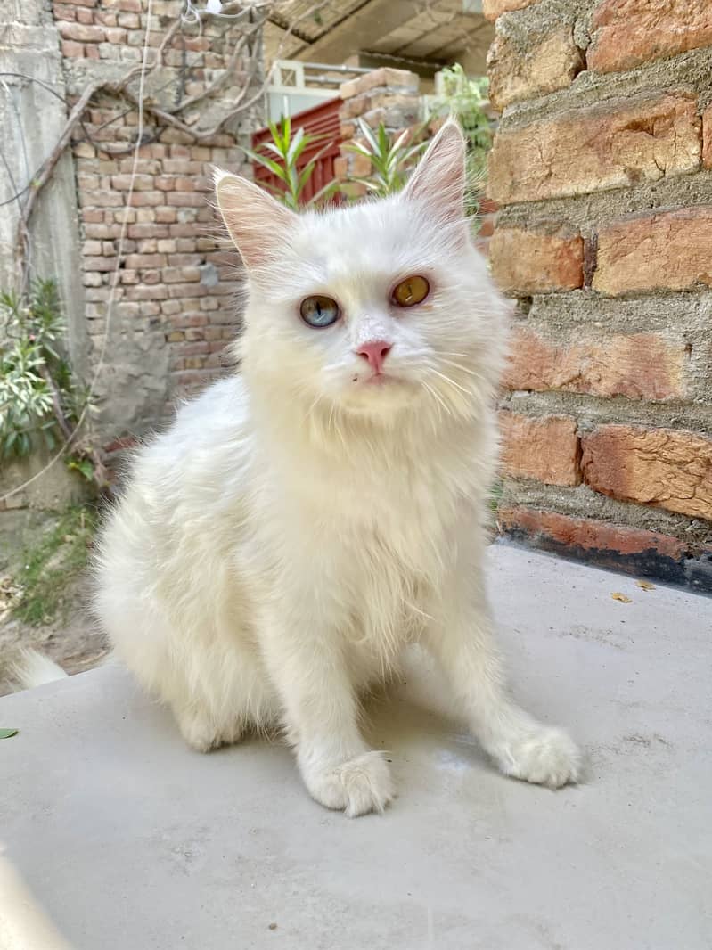 Pershan cat 4