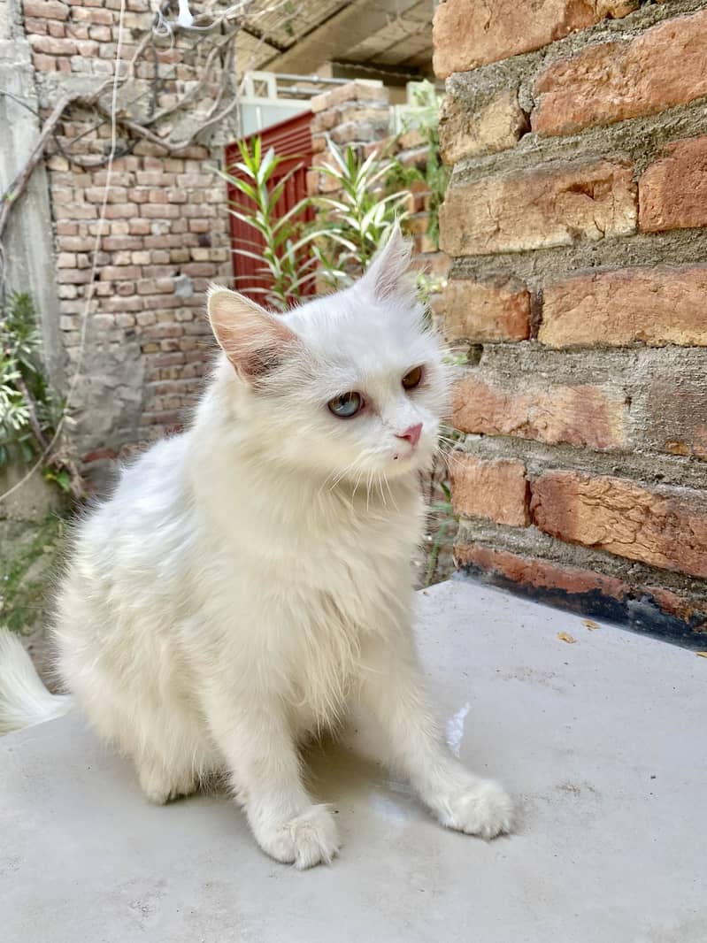 Pershan cat 5