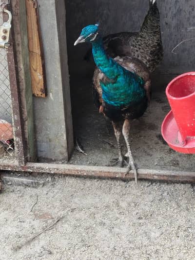 Green Embled Peacock