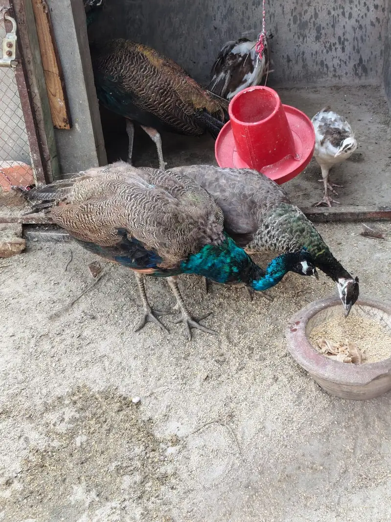 Green Embled Peacock — photo 2
