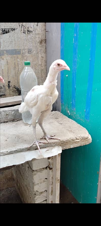 puree heera pathay  miya wali 03202246556