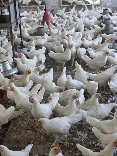 W 80 standared breed layer female birds .