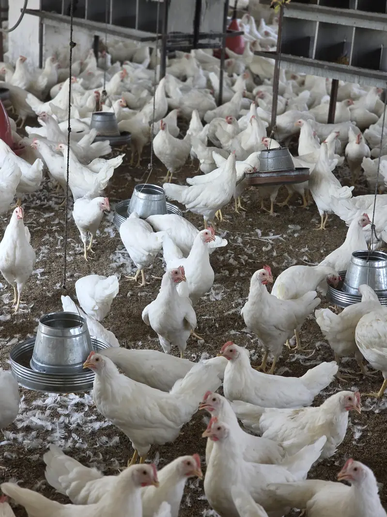 W 80 standared breed layer female birds . — photo 2