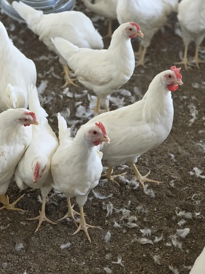 W 80 standared breed layer female birds . — photo 3