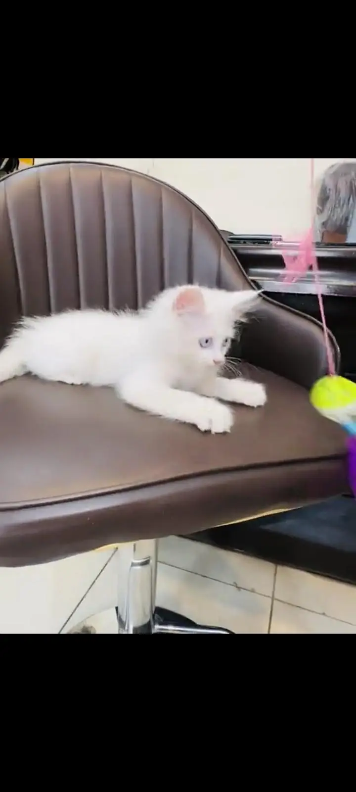 persian cat for sale — photo 2