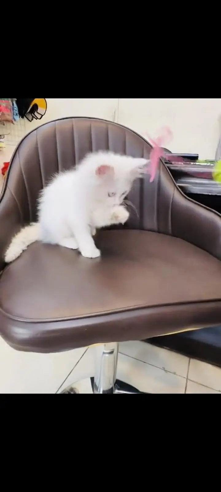 persian cat for sale — photo 3