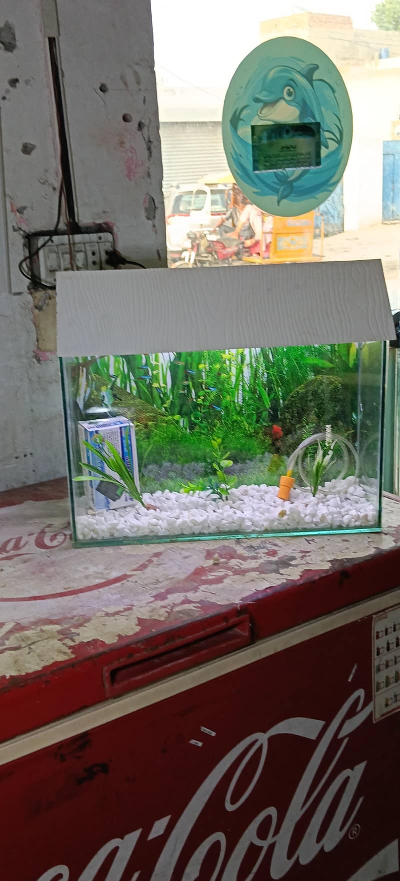 Gold fish 1