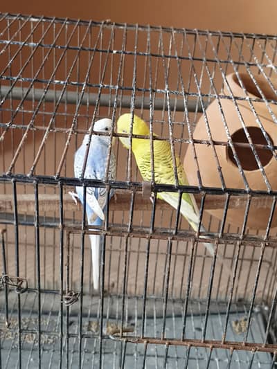 fellow tcb lemon male red eye and spangle female